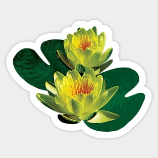 Water Lilies - Two Yellow Water Lilies Sticker